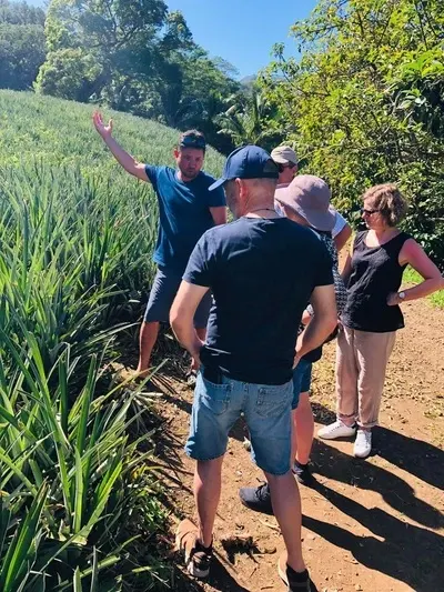 Safari Tropical Tours à Moorea - champs d'ananas
