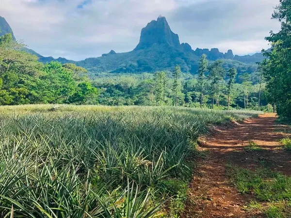 Safari Tropical Tours à Moorea - champs d'ananas